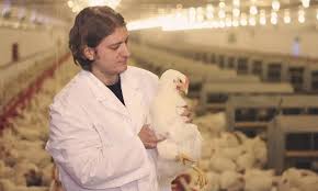 DIPLOMA IN POULTRY HEALTH INSPECTOR